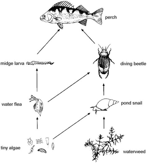 Biology diagrams - Ygraph