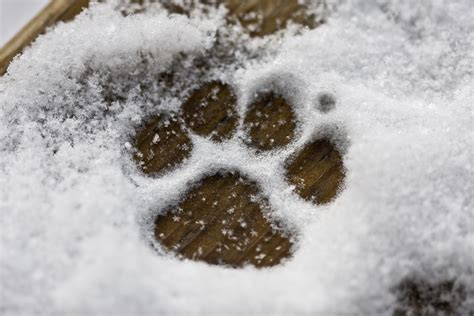 How To Treat Dog Paws In Winter