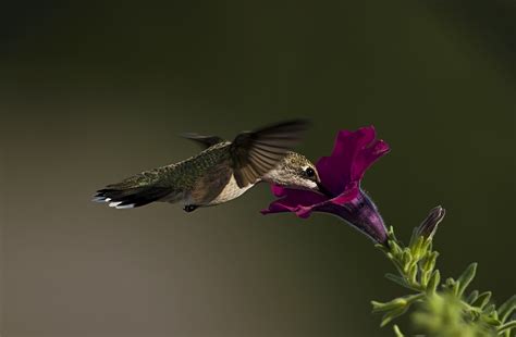 Wallpaper Nature Wildlife Beak Flower Flora Hummingbird Wing