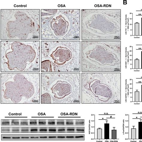 A B Representative Immunohistochemical Images And Semi Quantitative Download Scientific