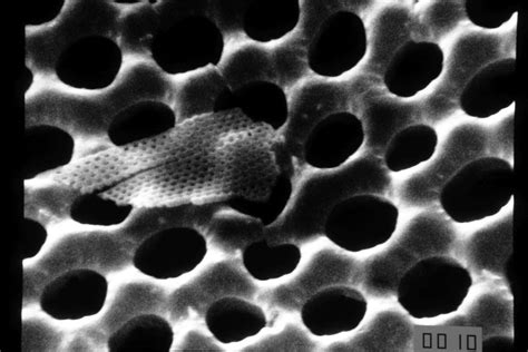 Sem Images Experiences In Optical And Electron Microscopy