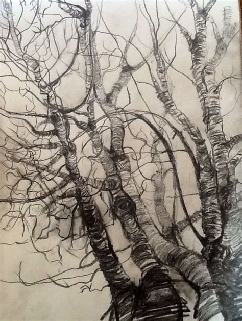 Birch Trees Pencil Drawing Inspired By Van Gogh Sue Hamptonkenneth