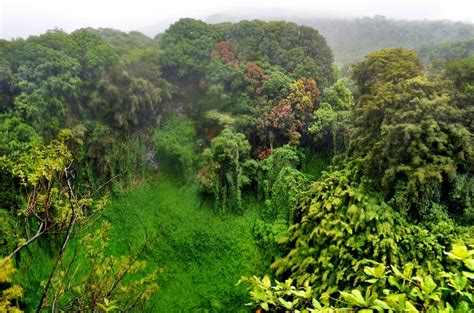 Alone in the Rain - Personal Journey Through a Maui Rainforest