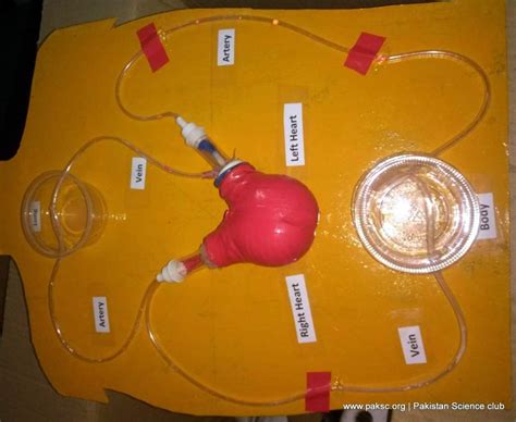 Working Model Of Heart And Circulatory System Of Human