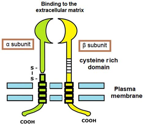 Integrins Are Transmembrane Glycoproteins Consisting Of Two Protein