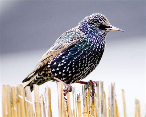 Starling Birdwatch Ireland