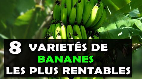 AGRICULTURE Voici les 8 variétés de bananes les plus rentables à