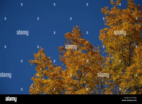 New England Fall Foliage Stock Photo - Alamy