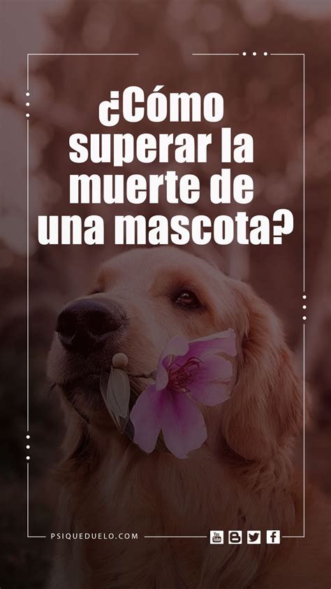 C Mo Superar La Muerte De Una Mascota Como Superar El Duelo