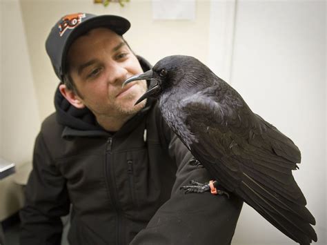 Canuck The Crow Spca Seek Witnesses After Bird Attack At Soccer Game