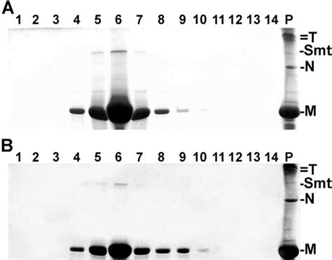 Stoichiometry Of Smitinmyosin Interaction Sds Page Analyses Of Smitin