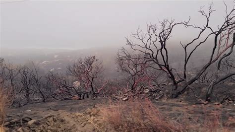 Descarga Gratis Vídeos De Stock De Consecuencias De Los árboles Carbonizados Por Incendios