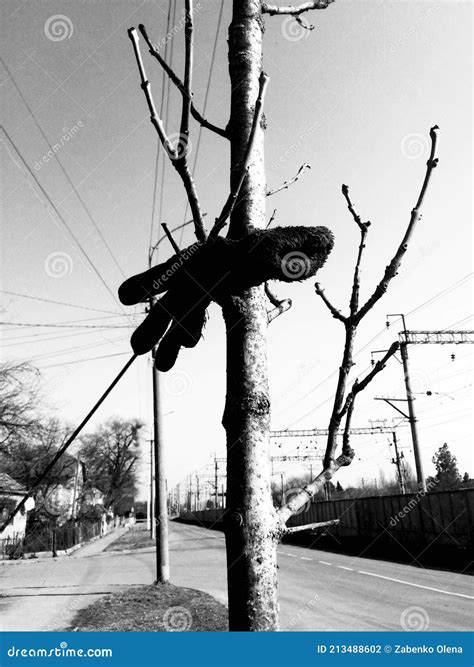 A Pointer Glove On A Naked Winter Tree Stock Photo Image Of Tree