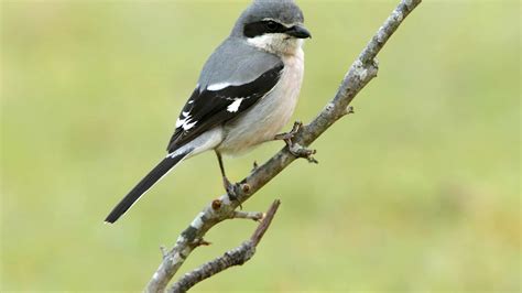 Loggerhead Shrike - A-Z Animals