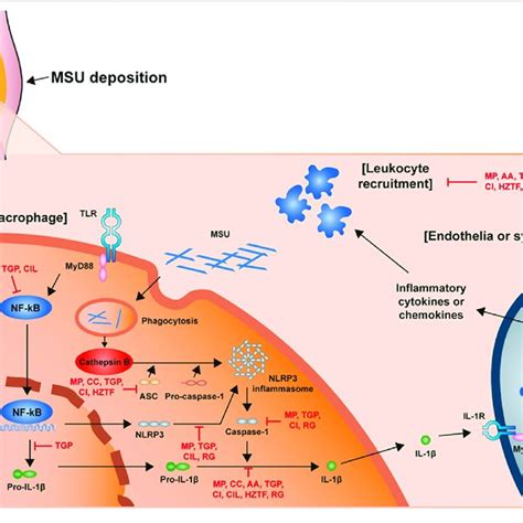 Schematic Structure Of The Acute Gout Inflammation Mechanism Of