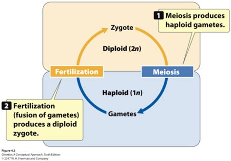 Module Chapter 4 Sex Determination And Sex Linked Characteristics