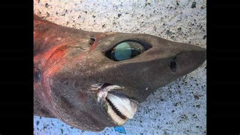 Rare deep sea shark with bulging teeth caught in Australia