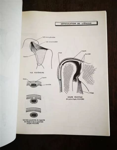 LES FEUILLETS D ANATOMIE Fascicule 3 Arthrologie Des Membres Librairie