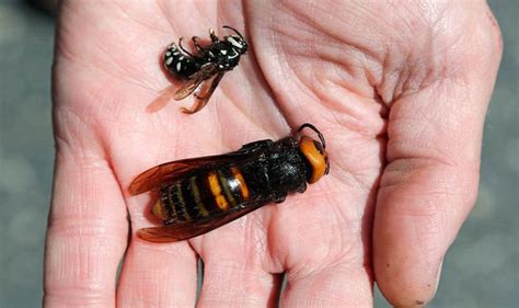 Murder Hornets Size Huge Hornets The Size Of A Thumb Can Chew Through Skin Experts Warn