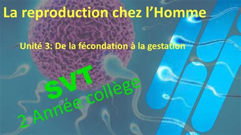 La reproduction chez l Homme Unité 3 YouTube