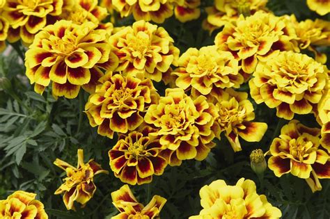 French Marigold Safari Yellow Fire Seeds Available