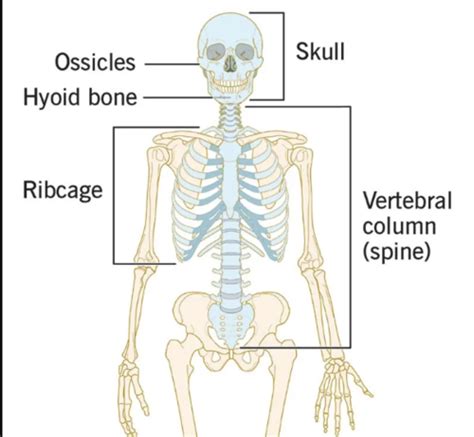 Chapter Skeletal System Axial Skeleton Flashcards Quizlet