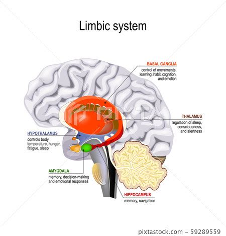 Brain Limbic System Diagram