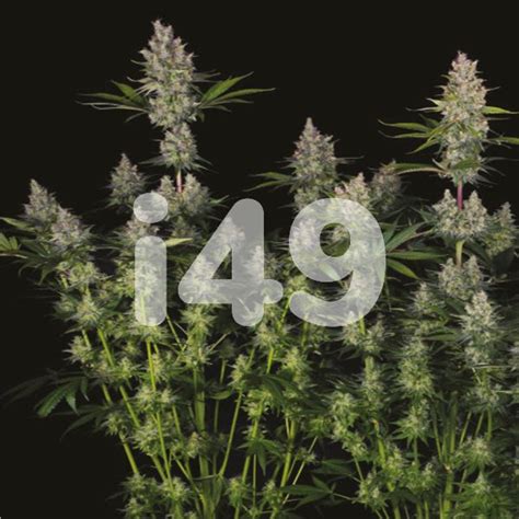 Buy Blue Cheese Feminized Cannabis Seeds I49 USA