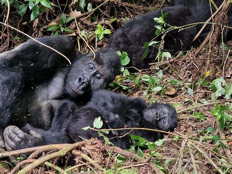 Everything You Need To Know For Gorilla Trekking In Kahuzi Biega 2023