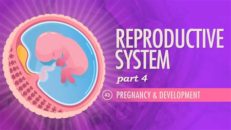 Reproductive System Part 4 Pregnancy And Development Crash Course Anatomy And Physiology 43