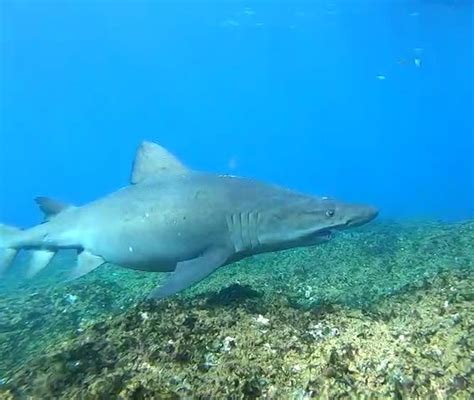 Centro De Buceo El Hierro La Restinga Aggiornato 2020 Tutto Quello