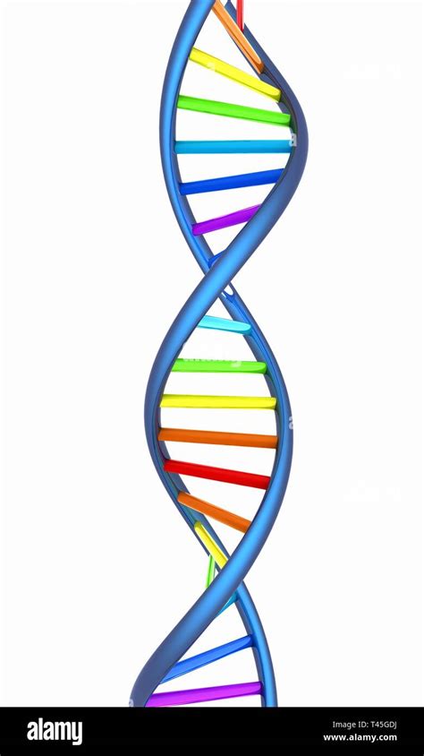 Dna Stucture