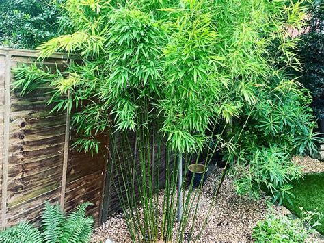 How to Maintain a Bamboo Garden to Prevent Its Invasiveness - Article on...