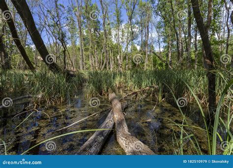 Swampy Marsh In The Forest Near The Village Ocsa Hungary Stock Image