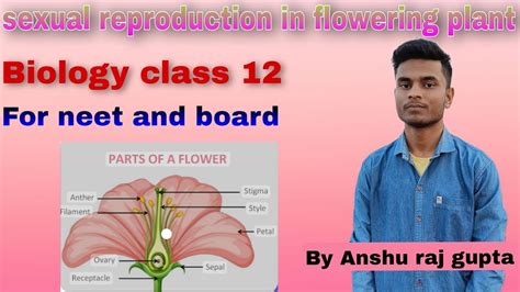 Sexual Reproduction In Flowering Plant Lecture 1 Class 12 Youtube