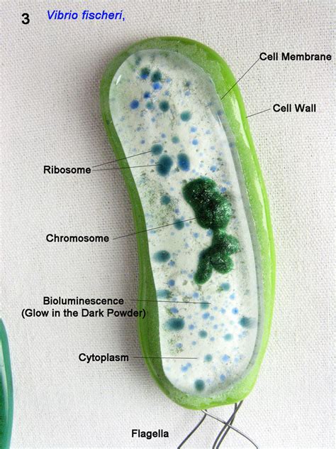 Vibrio fischeri), by trilobiteglassworks on deviantART