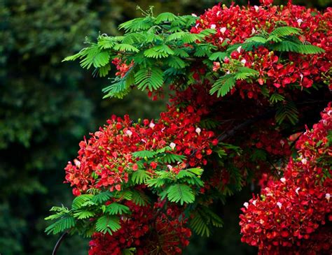 Arbol Que Da Flores Rojas