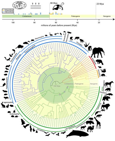 Evolution Tree Mammals