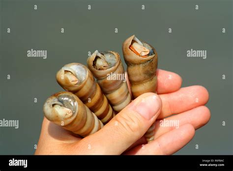 Tiny Crabs In Human Hand Stock Photo Alamy