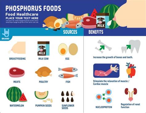 410+ Phosphorus Foods Stock Illustrations, Royalty-Free Vector Graphics ...