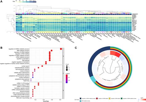 Frontiers Expression And Prognostic Characteristics Of M6 A RNA