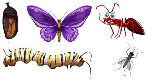 Conjunto De Diferentes Tipos De Insectos Vector Gratis