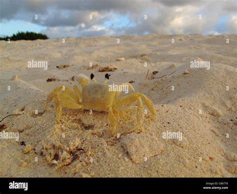 Caribbean Crab Hi Res Stock Photography And Images Alamy