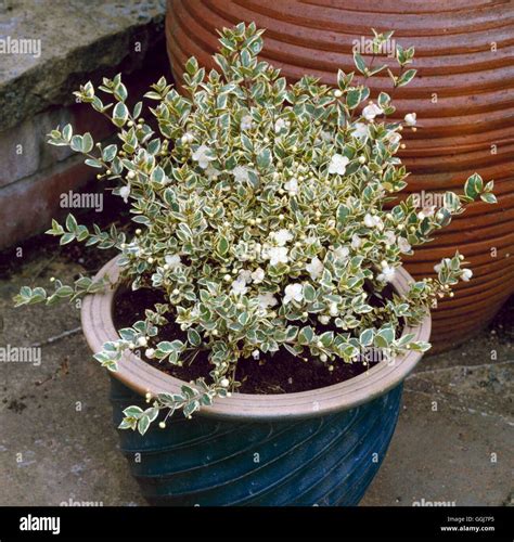 Myrtus Communis Tarentina Microphylla Variegata Hi Res Stock