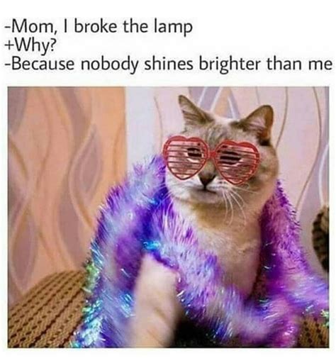 16 Sassy Kitty Memes That Will Crack You Up