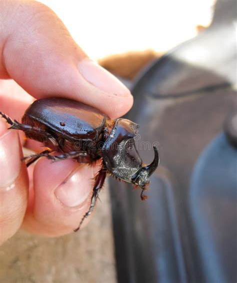 Rhinoceros Beetle, Rhino Beetle Larvae in a Mans Hand. Large Beetle ...