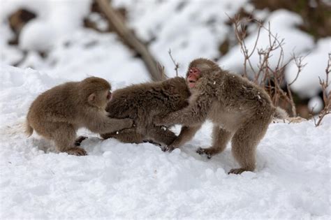 Premium Photo | Japanese snow monkey