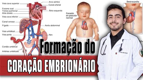 Desenvolvimento do Coração Embrionário Cardiopatias Congênitas PARTE