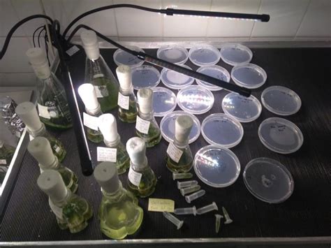 Dr Ambika H D On Linkedin Microalgae Cultivation Algae Sustainable Globalalgae