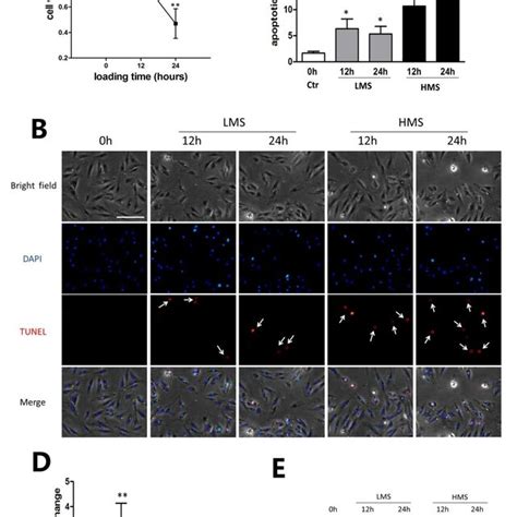 Hms Promoted Apoptosis Of C2c12 Myoblasts Download Scientific Diagram